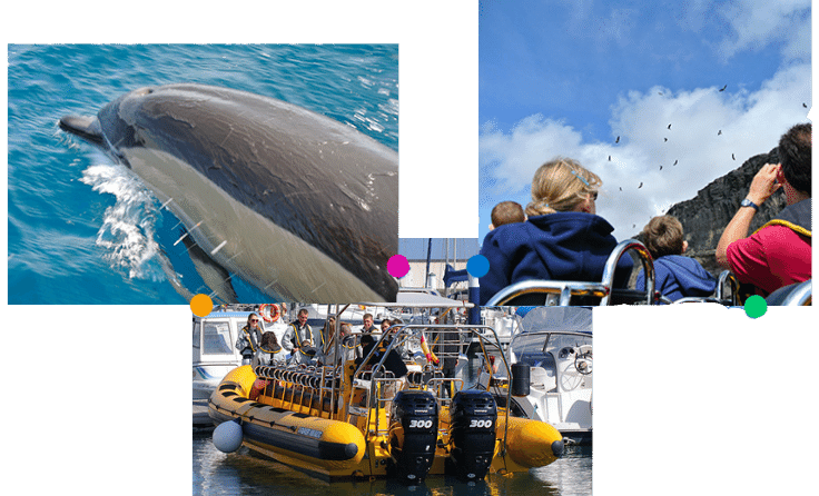 dolphins and whales tours in lanzarote